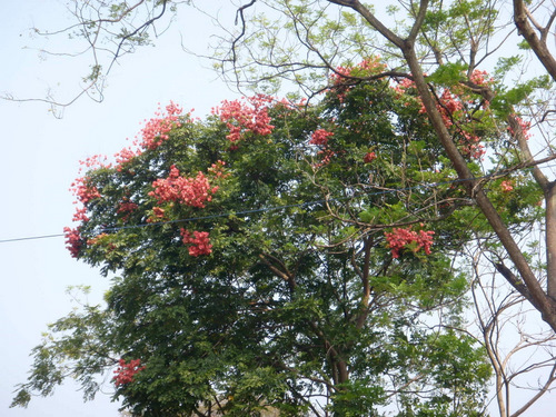 We have seen several of these trees in the past few days.